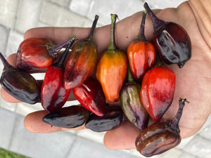 Bryan’s Vulcan Blood (Pepper Seeds)