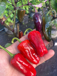 Bryan’s Klingon Blood (Pepper Seeds)