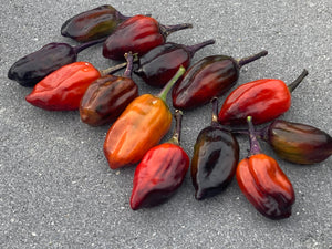 Bryan’s Vulcan Blood (Pepper Seeds)