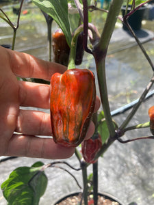 Bryan’s Klingon Blood (Pepper Seeds)