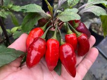 Load image into Gallery viewer, Red Wendigo (T-E) (Pepper Seeds)