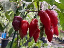 Load image into Gallery viewer, Red Wendigo (T-E) (Pepper Seeds)