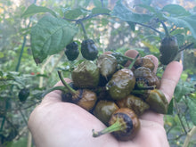 Load image into Gallery viewer, MonsterGum Leopard (Mustard)(Pepper Seeds)