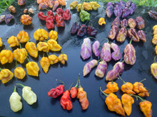 Load image into Gallery viewer, Creamfields Horizon (Limited) (Pepper Seeds)