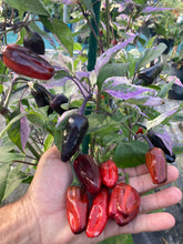 Load image into Gallery viewer, Bryan’s Klingon Blood (Pepper Seeds)