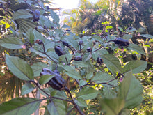 Load image into Gallery viewer, PurpleGum Black Cream (Pepper Seeds)