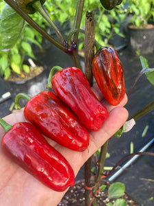 Bryan’s Klingon Blood (Pepper Seeds)