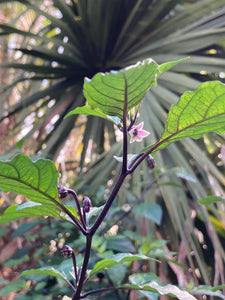 PurpleGum Black Cream (Pepper Seeds)