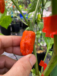 Thunder Nugs (Pepper Seeds)