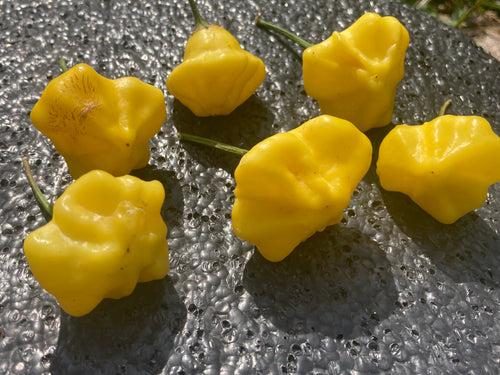 Dulce Estrella (Pepper Seeds)