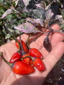 Red Trixster (Pepper Seeds)