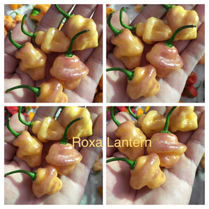 Roxa Lantern (Pepper Seeds)