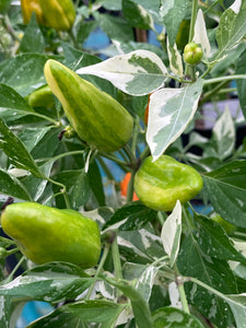 Orange Fish (Pepper Seeds)