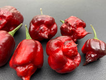 Load image into Gallery viewer, Maroon Voltron (T-E)(Pepper Seeds)