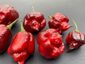 Maroon Voltron (T-E)(Pepper Seeds)