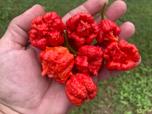 Carolina Reaper Red (Pepper Seeds)