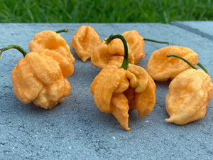 Fujiwhara (Pepper Seeds)