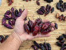 Load image into Gallery viewer, Pandora’s Box Pimenta Jolokia/PJ Mix (Pepper Seeds)