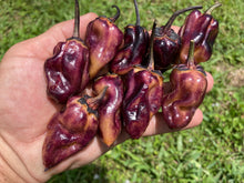 Load image into Gallery viewer, Dark BBG Horizon (Pepper Seeds)