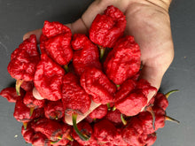 Load image into Gallery viewer, MedullaGum (Pepper Seeds)