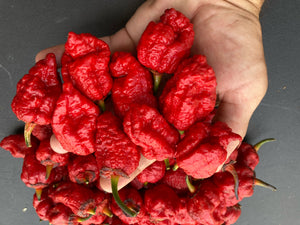 MedullaGum (Pepper Seeds)
