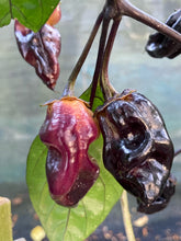 Load image into Gallery viewer, Dark BBG Horizon (Pepper Seeds)