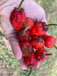 MedullaGum (Pepper Seeds)