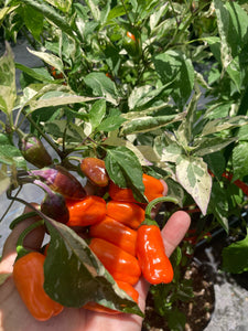 Thunder Nugs (Pepper Seeds)