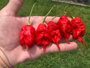 Primotalii Red (Pepper Seeds)