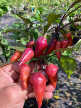 Load image into Gallery viewer, Pink Wendigo (T-E) (Pepper Seeds)