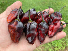 Load image into Gallery viewer, Pandora’s Box Pimenta Jolokia/PJ Mix (Pepper Seeds)