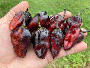 Pandora’s Box Pimenta Jolokia/PJ Mix (Pepper Seeds)