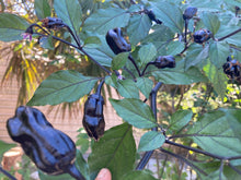 Load image into Gallery viewer, PurpleGum Black Cream (Pepper Seeds)