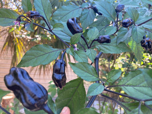 PurpleGum Black Cream (Pepper Seeds)