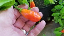 Load image into Gallery viewer, Conquistador (Inca Berry XL) (Pepper Seeds)