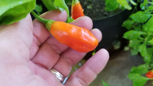 Conquistador (Inca Berry XL) (Pepper Seeds)