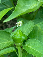 Load image into Gallery viewer, Dulce Estrella (Pepper Seeds)