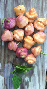 Roxa Lantern (Pepper Seeds)