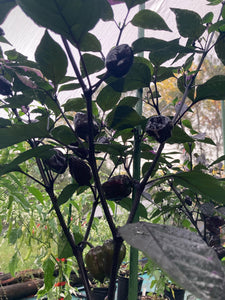 Bryan’s Emperor Blood (Pepper Seeds)