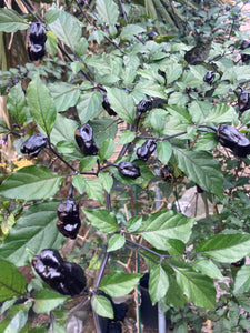 PurpleGum Black Cream (Pepper Seeds)