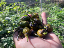 Load image into Gallery viewer, MonsterGum Leopard (Mustard)(Pepper Seeds)