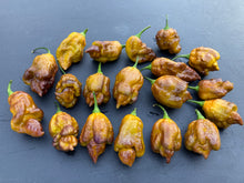 Load image into Gallery viewer, Golden Haze Horizon (Pepper Seeds)