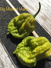 Load image into Gallery viewer, Big Mustard Mama (Pepper Seeds)