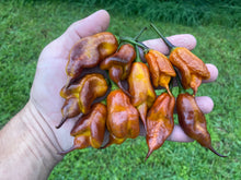 Load image into Gallery viewer, Taj Mahal Mustard (Pepper Seeds)
