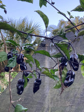Load image into Gallery viewer, Dark BBG Horizon (Pepper Seeds)