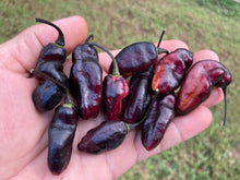 Load image into Gallery viewer, Pandora’s Box Pimenta Jolokia/PJ Mix (Pepper Seeds)