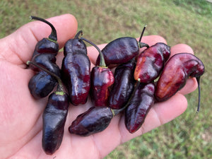 Pandora’s Box Pimenta Jolokia/PJ Mix (Pepper Seeds)