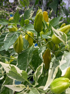 Orange Fish (Pepper Seeds)