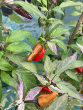 Load image into Gallery viewer, Pickles Blood (Grifter) (Pepper Seeds)