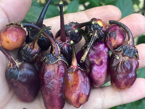 PurpleGum Black Cream (Pepper Seeds)